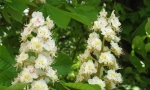 Киевские каштаны 
